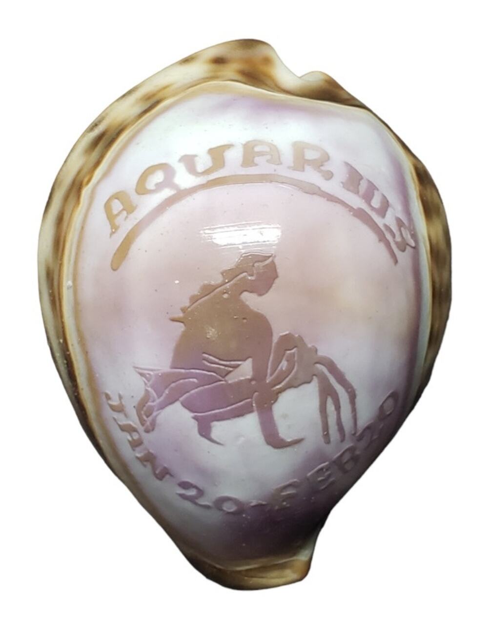 Aquarius Astrology January 20 -  February 20 Tiger Cowrie Seashell Horoscope